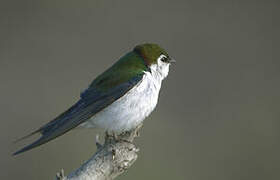 Violet-green Swallow