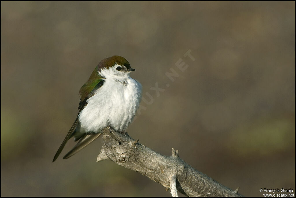 Hirondelle à face blancheadulte