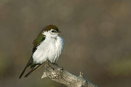 Violet-green Swallow