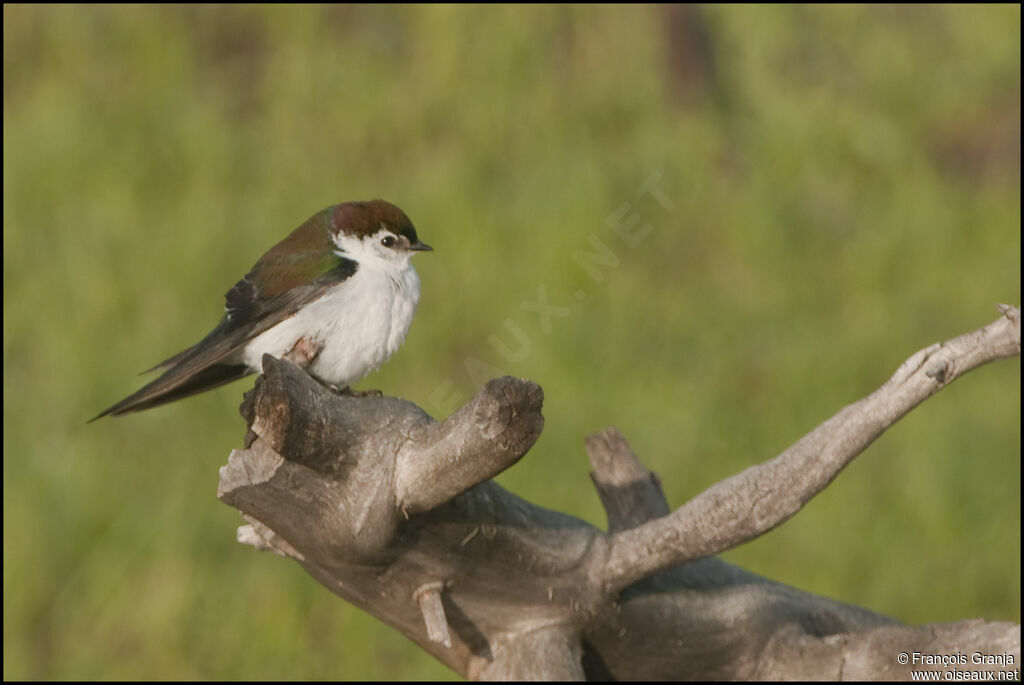 Hirondelle à face blancheadulte