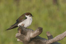 Violet-green Swallow