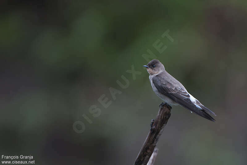 Southern Rough-winged Swallowadult, identification