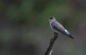 Southern Rough-winged Swallow