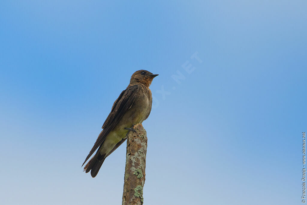 Southern Rough-winged Swallow