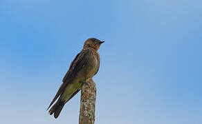 Southern Rough-winged Swallow