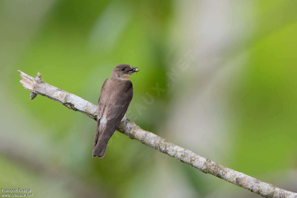 Southern Rough-winged Swallowadult, feeding habits