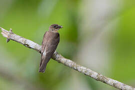 Southern Rough-winged Swallow