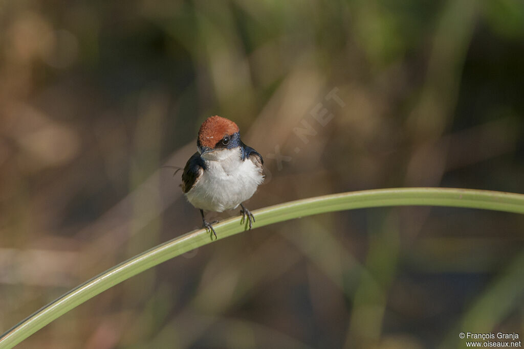 Wire-tailed Swallowadult