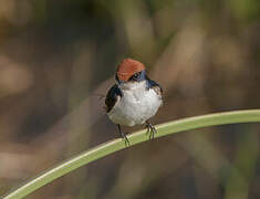 Wire-tailed Swallow