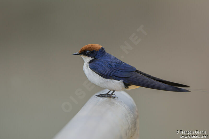 Wire-tailed Swallowadult