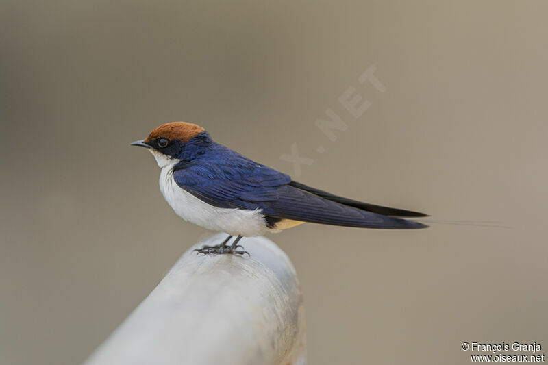 Wire-tailed Swallowadult