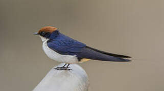 Wire-tailed Swallow