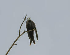 White-headed Saw-wing