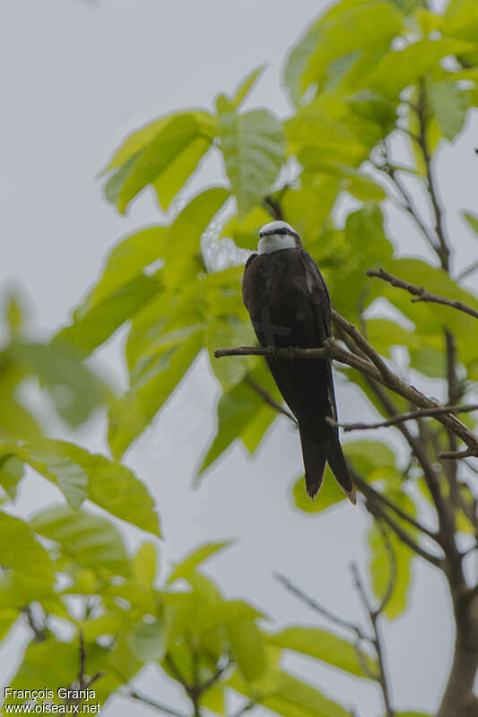 Hirondelle à tête blanche mâle adulte, habitat, pigmentation