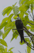 White-headed Saw-wing