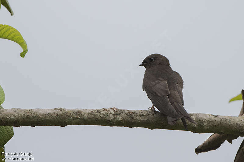 White-headed Saw-wingjuvenile, habitat, pigmentation