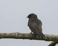 White-headed Saw-wing