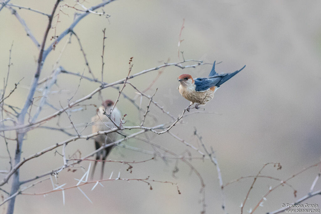 Hirondelle à tête rousse