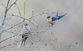 Greater Striped Swallow