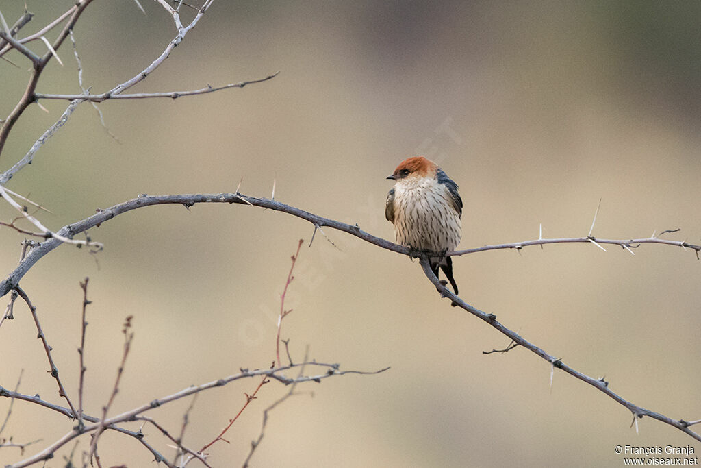 Hirondelle à tête rousse