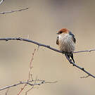 Hirondelle à tête rousse