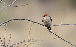 Hirondelle à tête rousse