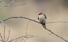 Greater Striped Swallow