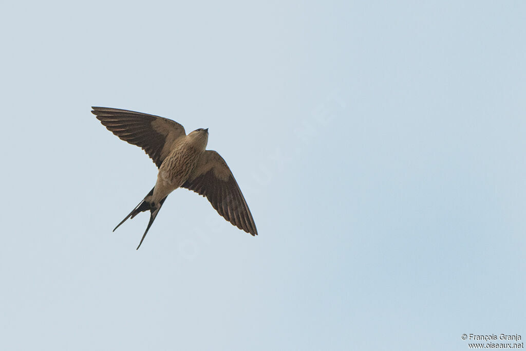 Hirondelle à tête rousse