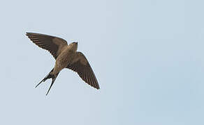 Greater Striped Swallow