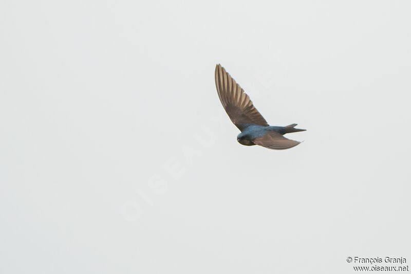 Brown-bellied Swallow
