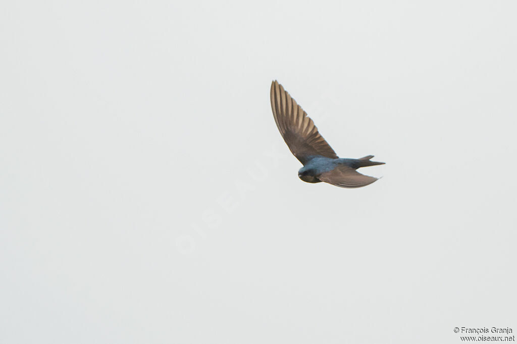 Brown-bellied Swallow