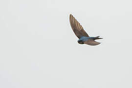 Brown-bellied Swallow