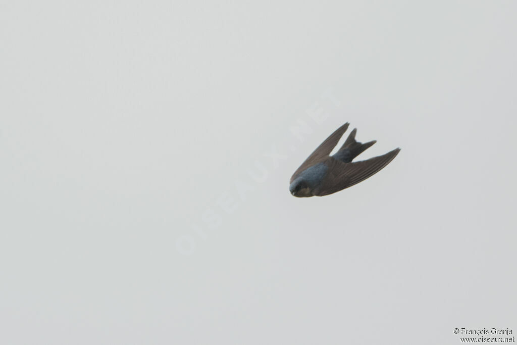 Brown-bellied Swallow