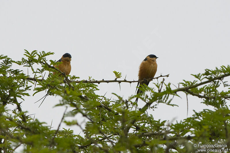 Hirondelle à ventre rouxadulte