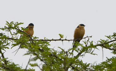 Hirondelle à ventre roux