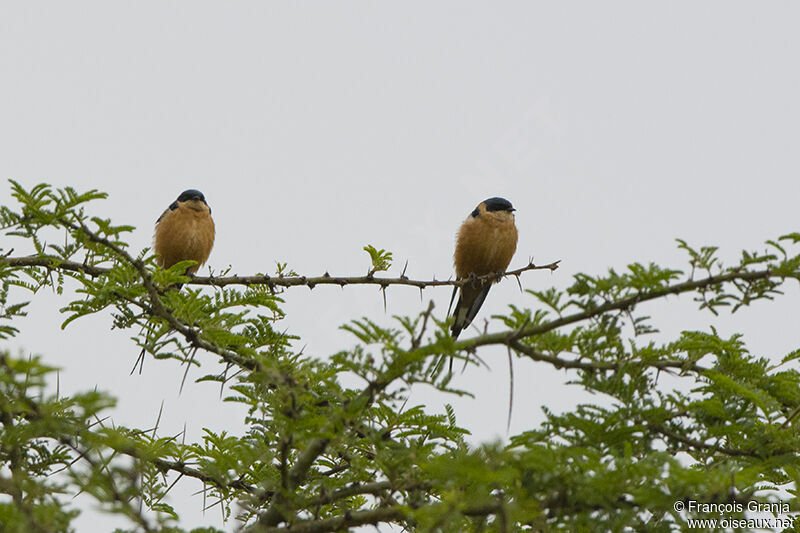 Red-breasted Swallowadult