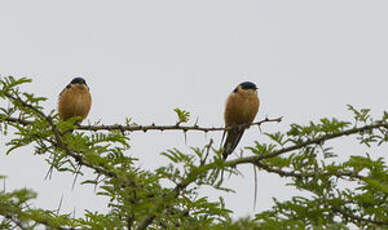 Hirondelle à ventre roux