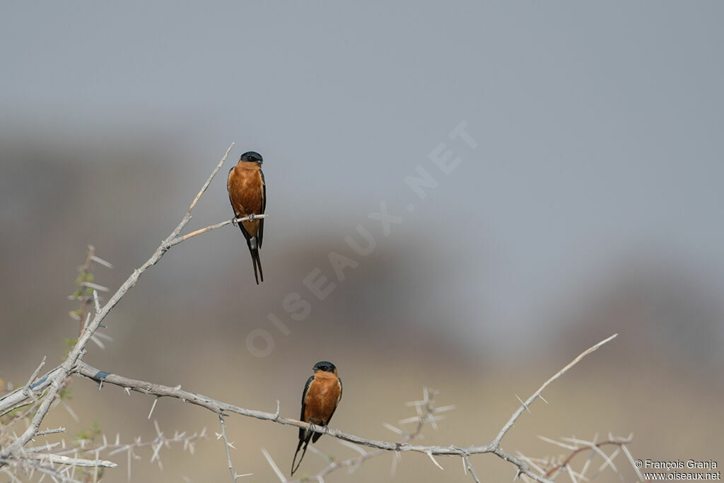 Red-breasted Swallow