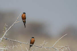 Red-breasted Swallow