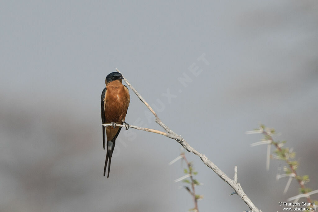 Red-breasted Swallow
