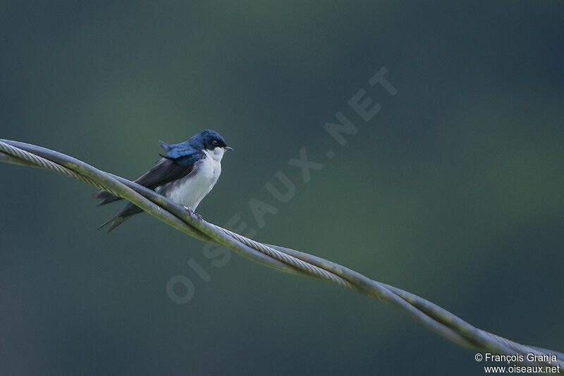 Blue-and-white Swallowadult
