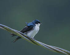 Blue-and-white Swallow