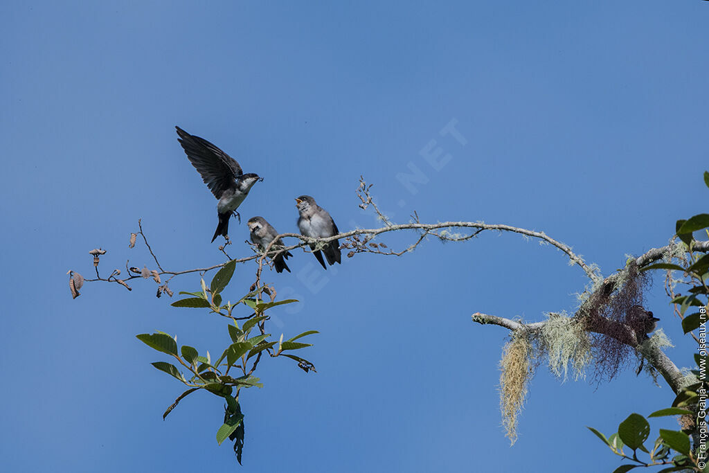 Blue-and-white Swallow