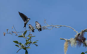 Blue-and-white Swallow