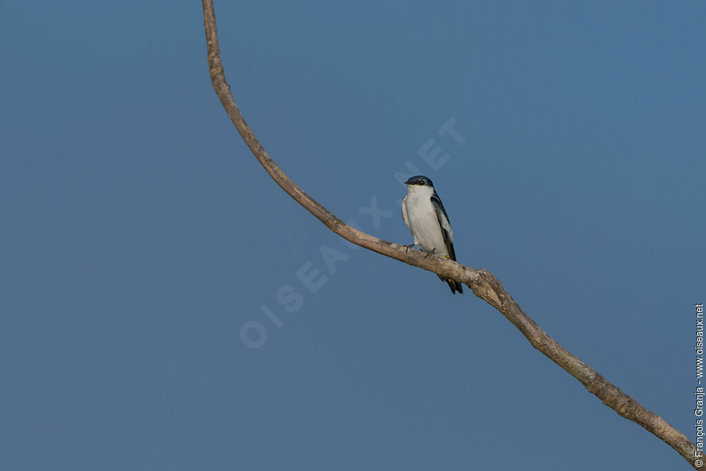 Blue-and-white Swallow