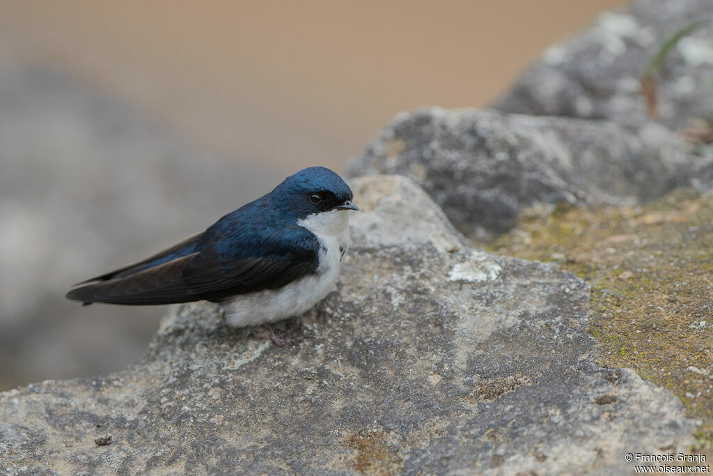 Hirondelle bleu et blanc