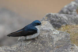 Blue-and-white Swallow