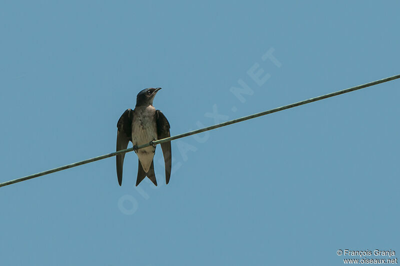 Grey-breasted Martinadult