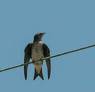 Grey-breasted Martin