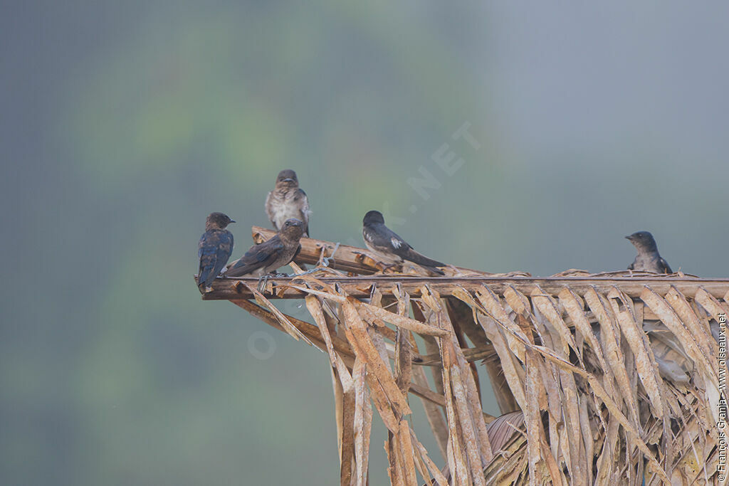 Grey-breasted Martin